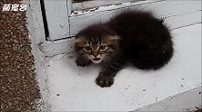 警惕性很高的小猫，刚想靠近它，就发出警告