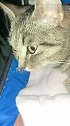 猫：不好好睡觉你干啥呢，就知道烦我！
