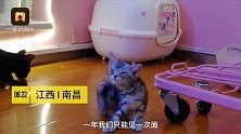 美女甘当铲屎官，开猫咖收养流浪猫