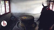 已经要濒临失传的石磨豆腐制作工艺你见过吗？小驴拉磨豆腐真细腻