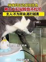 浙江杭州：猫咪趴缸边疯狂捞鱼挨主人打也不松爪