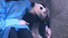 熊猫：你就是来抢我奶爸的那只熊，我都被冷落到墙角了