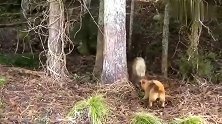 中华田园犬：野猪哥你这防御术真了不起，我都近不了身