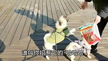 有人打狗崽，看狗妈如何护犊子。