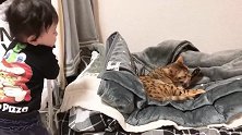 又来！10个月的宝宝不断挑衅猫咪底线，没想到大猫这样应对