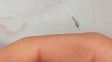 真是人才这样玩弄蚊子，蚊子：奇怪明明就在眼前，就是叮不到呢_
