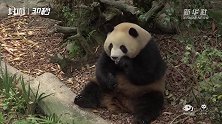30秒丨秋意渐浓 大熊猫也开始贴“秋膘”啦！