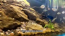 低成本的鱼缸也能静静的看半天，千万不要因为正事，耽误了养鱼