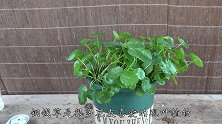 一周喂点淘米水，铜钱草旺得不行，叶子长到巴掌大