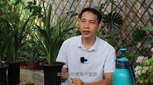 给兰花喷施叶面肥，谨记这些技巧，长势旺盛，新芽多又壮