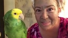 主人敷上面膜逗弄小鹦鹉，小鹦鹉的反应太逗了，把主人逗乐了