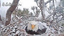实拍下雪天孵蛋的老鹰，这一刻，感动到我了！