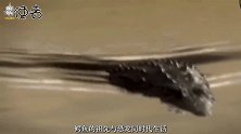 鳄鱼对战非洲狮谁是最后赢家？研究表明：非洲狮仅有一次机会