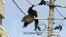 黑猩猩在高压线上走钢丝，不料意外发生，镜头记录全过程