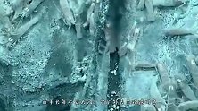 这种虾生活在450度的火山口，打捞时需专用工具，网友：怎么煮熟