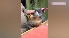 猫咪和狗狗脾气不对，就打起了架来，你们这脾气真暴躁啊！