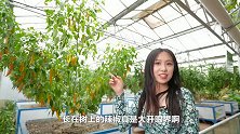 “宇宙寿光”菜博会拍了拍你，并向你扔了一个500斤的大南瓜！寿光请全吃菜