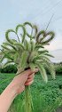 狗尾巴草，无声无息的爱