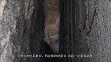 一只走路不看路的羊，掉进石墙细缝中，动弹不得