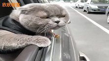 猫咪在后排伸头吹飞，眯眼的样子惬意到让人嫉妒