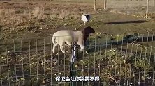 绵羊身陷沼泽被救起，因为身体太胖，险些就上不来了