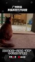 广州阿伯养猫养到七代同堂，网友：经常带猫串门，可热闹了