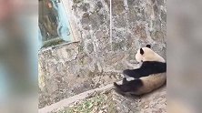 四川一熊猫捡到游客遗落手机，紧抱不放！饲养员拿吃的都换不回，“玩够了才放开”