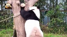 熊猫华妮爬到树上蹭痒抓痒，喜感满满，劈叉动作尤其可爱