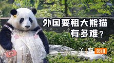 仅19个国家成功！想要获得公派出国的大熊猫，需要过几关？
