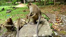 大猴子老是阻止小猴子出去玩，小猴子不高兴了