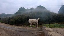 渣白平时威风凛凛，可一放鞭炮它就全身发抖，赶紧找小黑屋躲起来