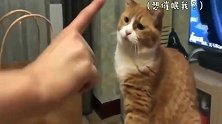 橘猫：只可以麻麻碰我，大猪蹄子我不准