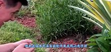 男子在后院发现一窝小兔，朝小家伙们打招呼，接下来一幕暖哭了