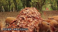 在非洲泛滥成灾的红河猪，非洲人民向世界求助，中国网友：好吃吗
