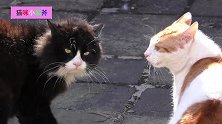 愤怒的猫，似乎在争论地盘属于谁