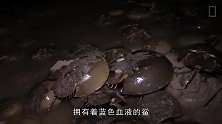在地球生存了4亿年，有无比珍贵的蓝色血液，是无私的献血者