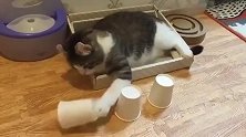 预言喵！总能猜到乒乓球在哪个杯子的卷耳猫