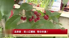龙泉驿：居然有这么一片诱人的红樱桃圣地！等你来摘！