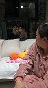 猫：只管带回家，其他的都交给我......喵 全村最馋的女子 小包没人要