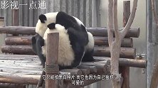 熊猫太狠，把孔雀追的满园逃窜，还拔孔雀毛来剔牙