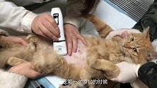 带流浪大橘做B超产检，乖得像是假猫！ 实拍救助流浪猫