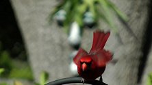 现实版“愤怒的小鸟”，浑身火红的羽毛，生气时会不会也爆炸