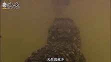 都是凶猛的两栖霸主，尼罗鳄和湾鳄对决，谁更厉害？