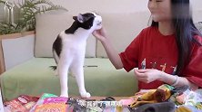 铲屎官给猫咪买了猫薄荷玩具，猫咪抱紧不愿放手，猫：这个是我的