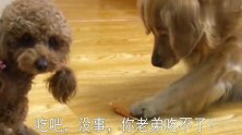 比赛抢肉条，金毛刚要抢泰迪却一动不动，尴尬的表情够我笑一年！