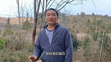 亲戚家虎斑又生了一窝小狗，以往能卖6000元，看看这窝值多少