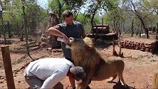 一头还没断奶的雄狮，主人每天要喂它两瓶奶，不然就不吃饭！