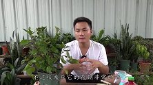 扶桑花早开晚谢？只因疏忽一个小细节