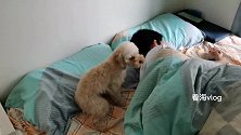 闹钟人声都叫不醒，看海让妹妹帮忙，狗狗叫醒哥哥起床的正确方式