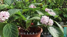 养绣球前，先学会它的花朵“调色”技巧，喜欢的颜色都能实现